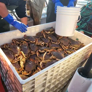 Nothing like a large case of crabs.
