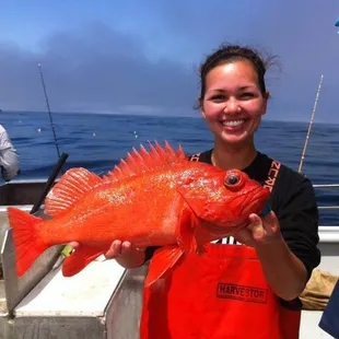 Great quality Vermillion Rockfish, caught at the Farallon Islands