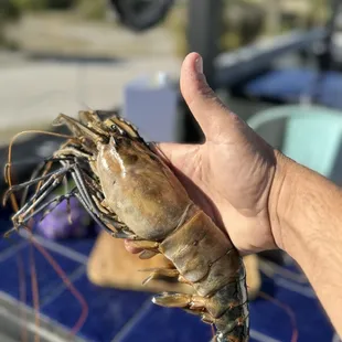 Prawn