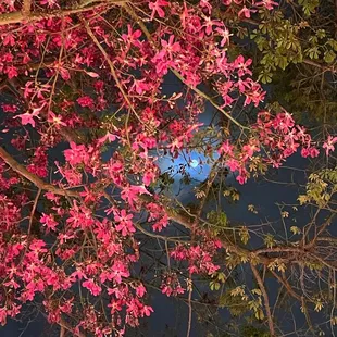Enjoyed our dinner sitting under a cotton tree with the full moon. Perfect setting!!