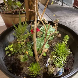 a potted succulent garden