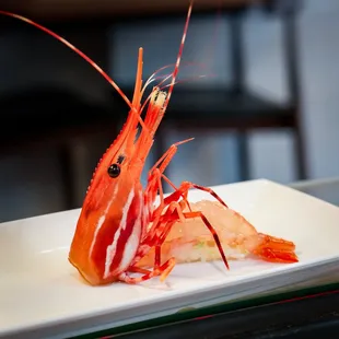 sweet shrimp - amaebi