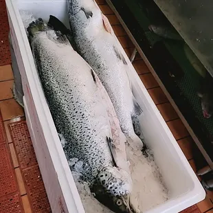 Whole salmon priced per pound