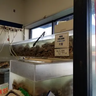 Wish I could have taken these 2.5 lb guys home today... too hard when not cooked though (2.4.21)