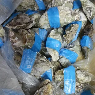 Goosepoint pre-shucked oysters!