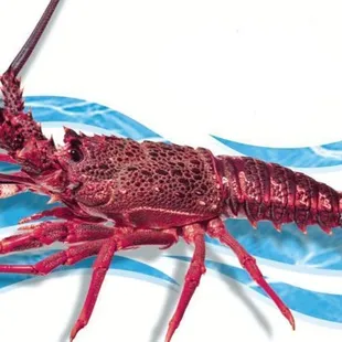 Seafood Connection Hawaii logo.