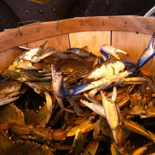 a basket of crabs