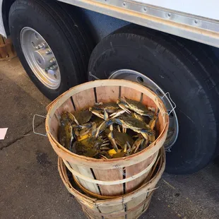 a bucket full of fish