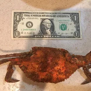 This is supposed to be a large crab?