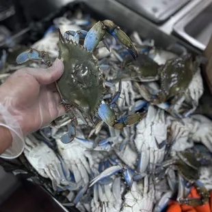 Crabs - Medium - Large - Jumbo