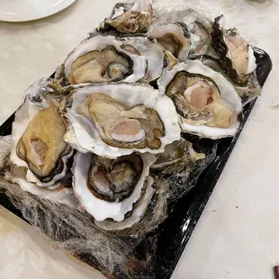 a plate of oysters