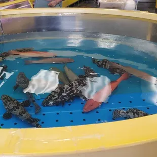 They are beautiful...water seemed to circulate and was surprisingly clean.