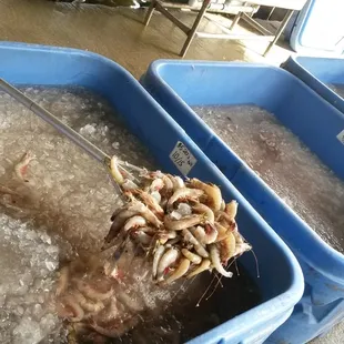 When I went it was 10/15 Count for $5.20 +Tax