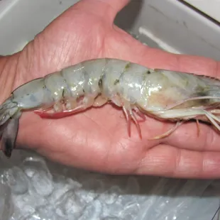 Fresh off the BOAT...10-15 count....$3.50 per pound...05/20/2012!  Can't wait to Bacon  Wrap 'em &amp;  throw 'em on the BBQ ! ! !