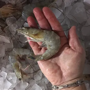 Great looking fresh shrimp