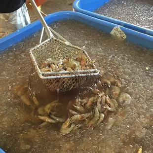 Shrimp shrimp shrimp