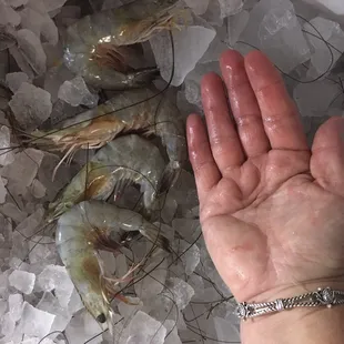Large shrimp