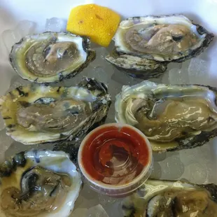 My lunch- blue point oysters