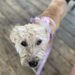 a dog on a leash