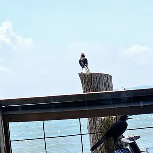 a bird perched on a post