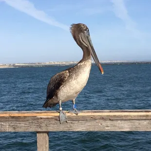 a pelican on a pier