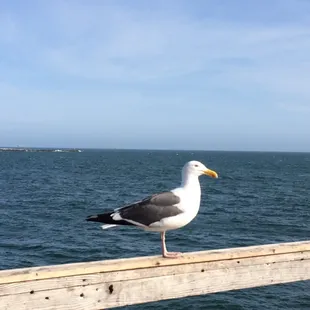 a seagull perched on a dock