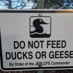 Don&apos;t feed the Geese!
