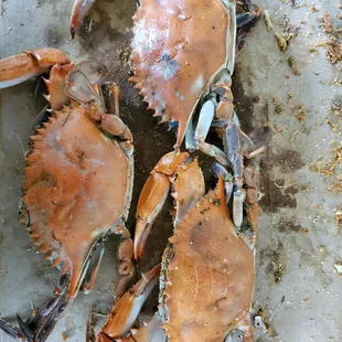 a group of crabs on a tray