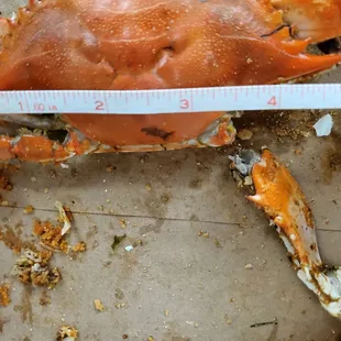 Under sized crabs