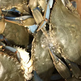 1/2 bushel live crabs