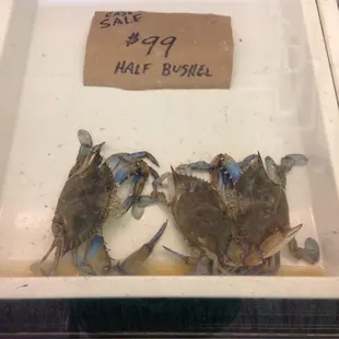 07/24/2014 Cash Sale: $99.00 Half Bushel Large Crabs (07/24/2014 Market Price: $139.00 Half Bushel Large)
