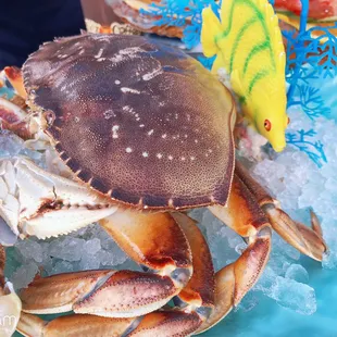 Crab