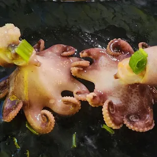 Squid