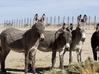 Wild Horse and Burro