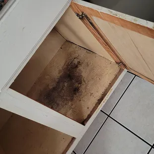 Mold in kitchen
