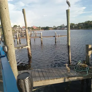 a dock with a seagull on it