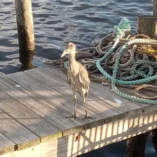 a bird standing on a dock