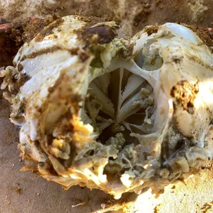 Disgusting dry shriveled up garbage crab