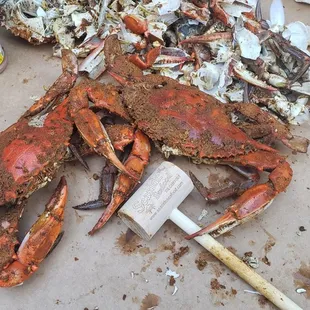 The last two survivors. Sadly they are gone now too.