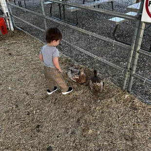 Petting zoo