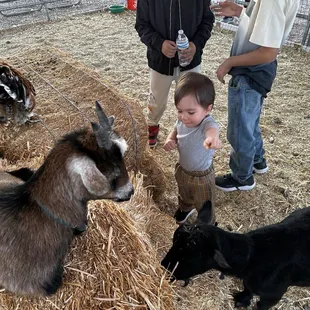 Petting zoo