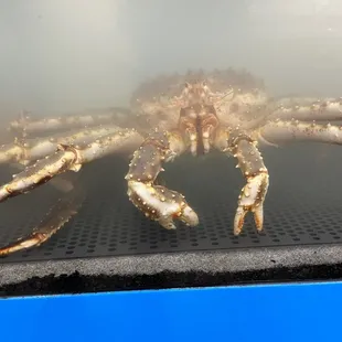 King Crab