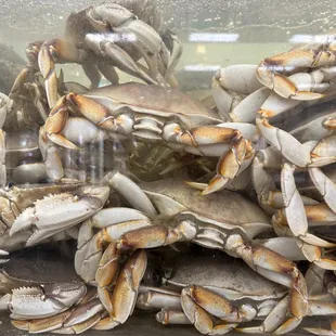 Crab view is almost like a painting