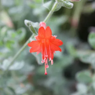 Flowers from Peace Garden