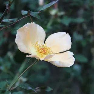 Flowers from Peace Garden