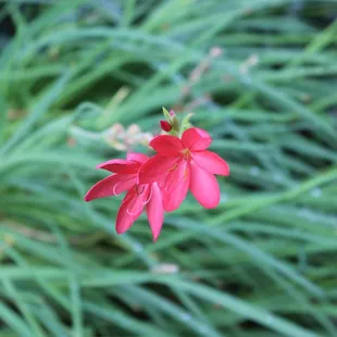 Flowers from Peace Garden