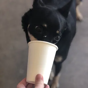 a small black dog drinking from a paper cup