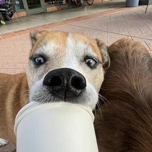 Pup cup FTW.