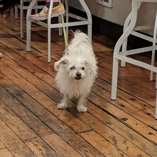 a small white dog on a wooden floor