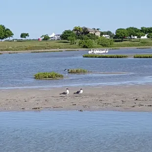 Baffin Bay birding